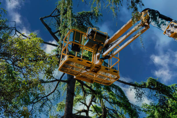 Best Tree Removal Services  in Orland, CA